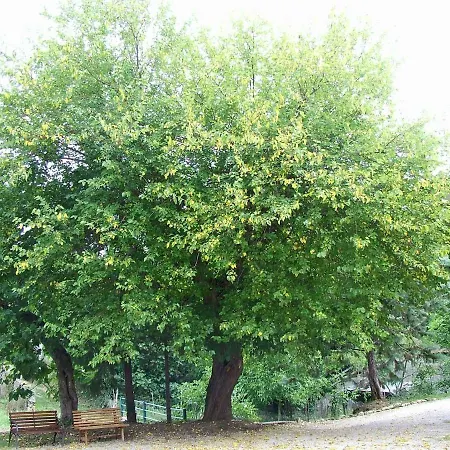 Il Ruscello Di * Ceraso